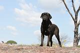 CANE CORSO 363